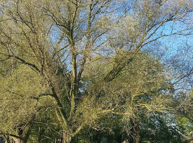 Отель Schaluinenhoeve 2*